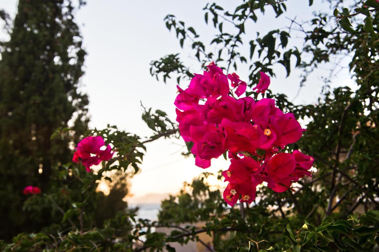 Pegasus Aparthotel Masouri Bagian luar foto