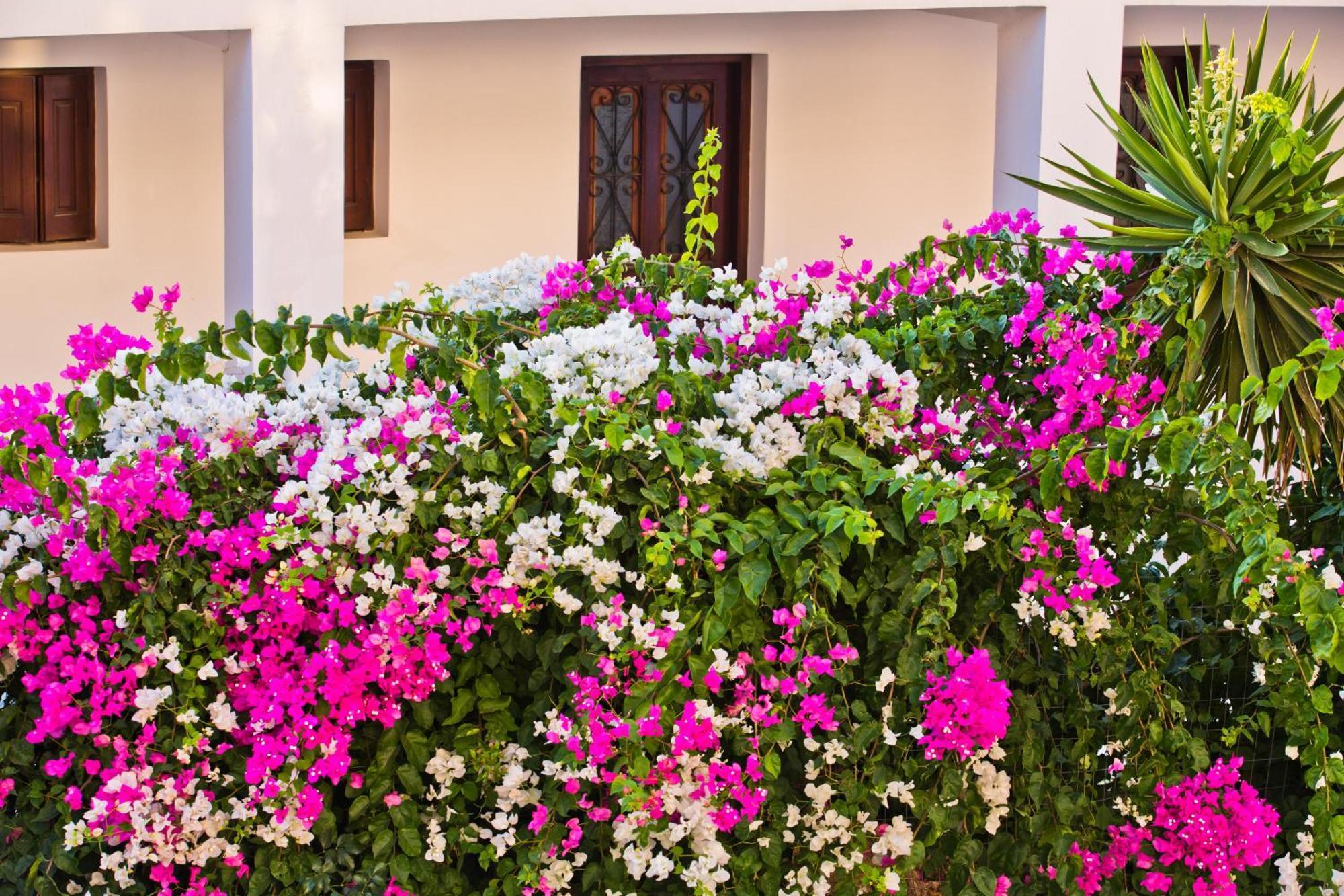Pegasus Aparthotel Masouri Bagian luar foto