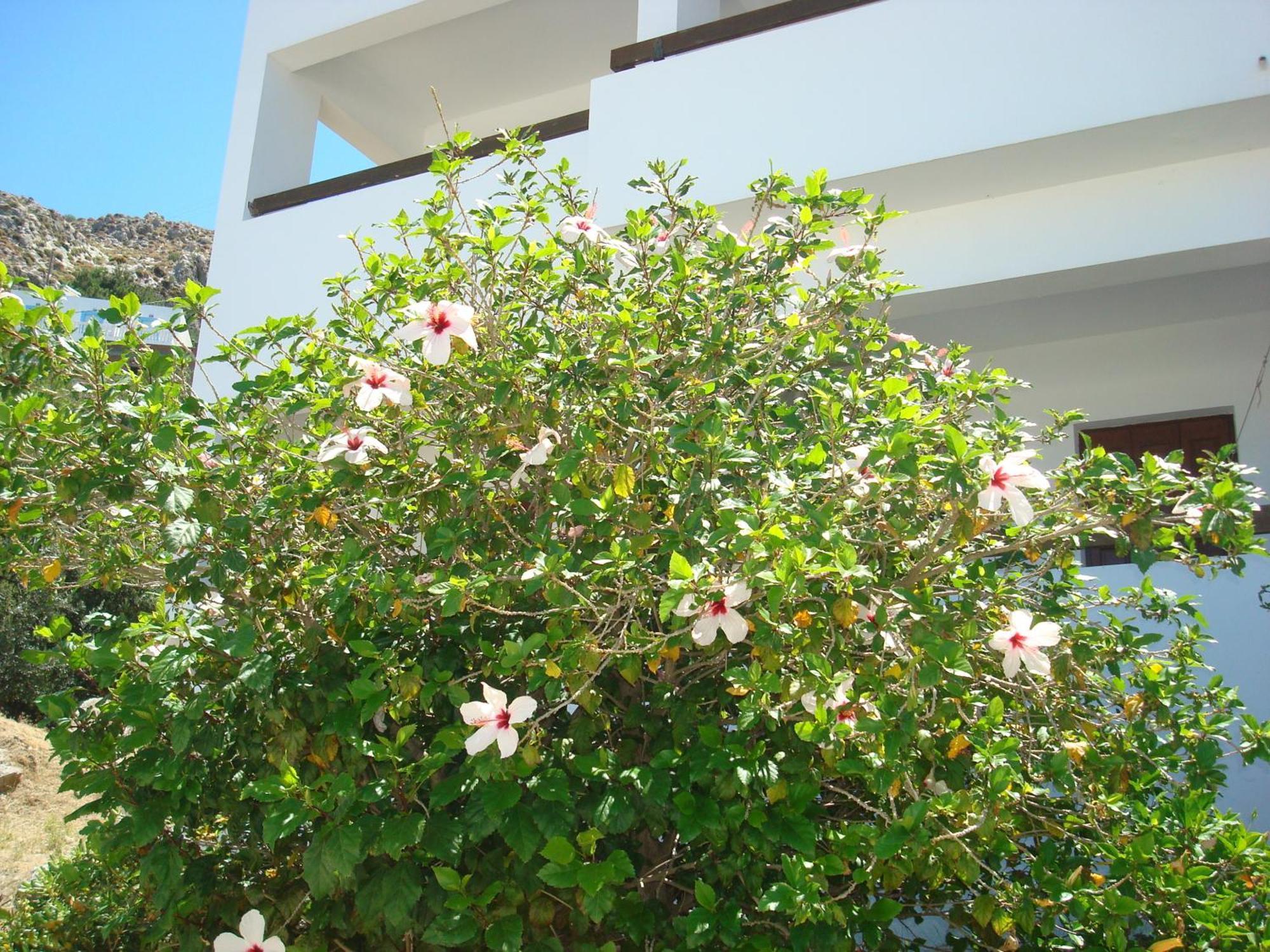 Pegasus Aparthotel Masouri Bagian luar foto